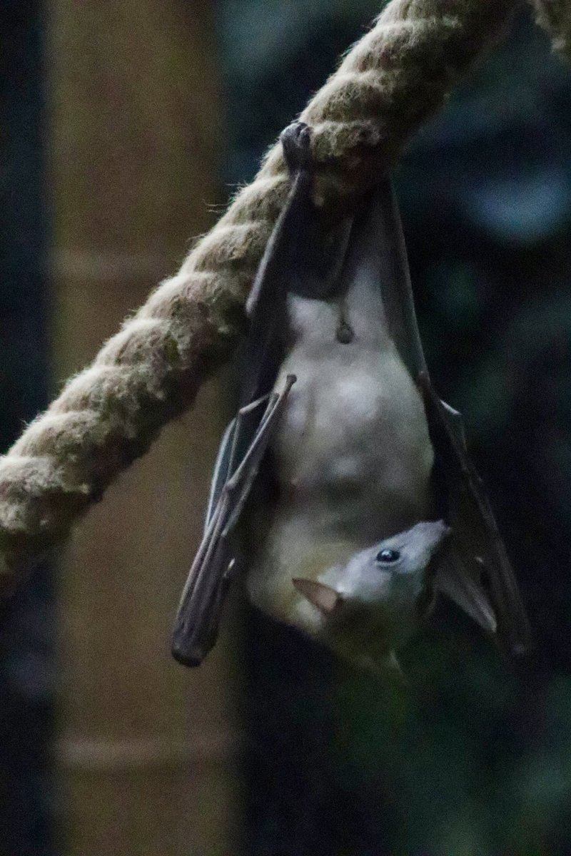 de PEYROLLE tweet media