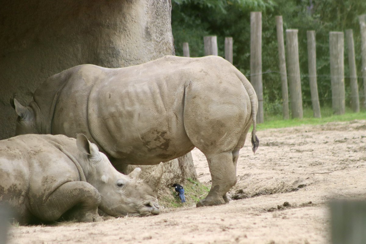 de PEYROLLE tweet media