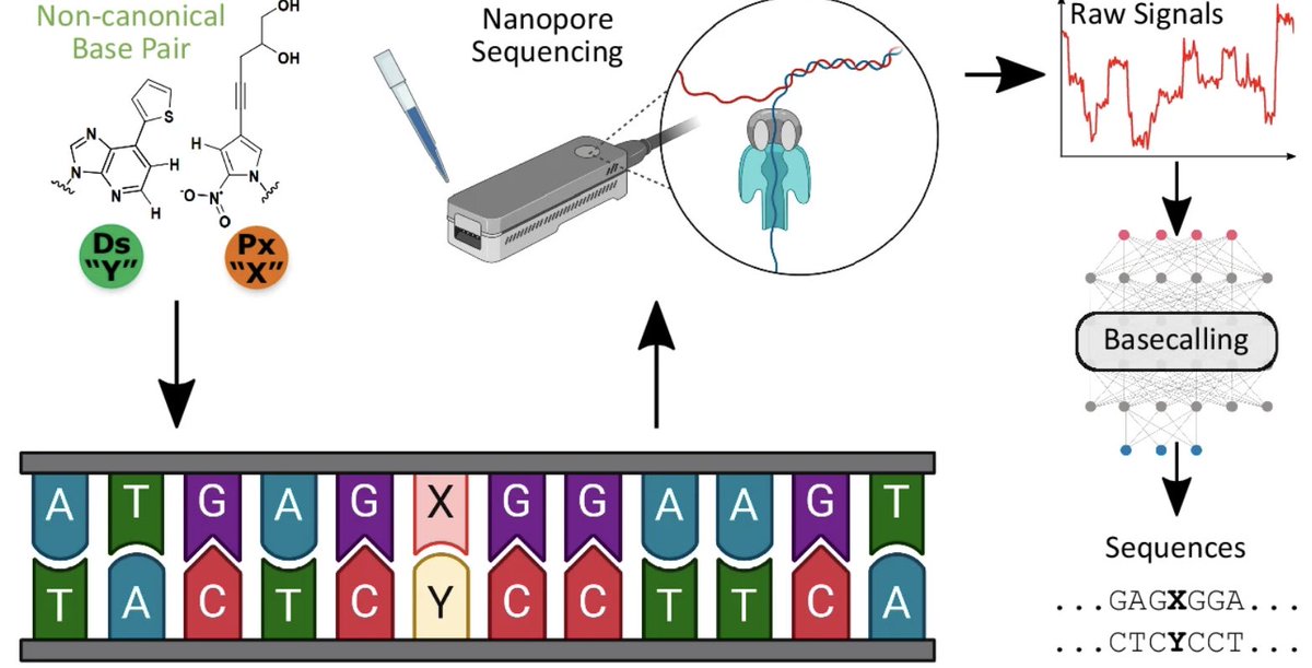 Chew Wei Leong (@chewweileong) on Twitter photo Direct sequencing of unnatural xeno-nucleic acids beyond DNA RNA. Out at <a href="/NatureComms/">Nature Communications</a>
Now you can seq non canonical bases easily on <a href="/nanopore/">Oxford Nanopore</a>
Highlights in XNA synthesis and assembly, seq trace splicing/stitching, model training, usage…
Collab Hirao, <a href="/NiranjanTW/">Niranjan Nagarajan</a> labs Direct sequencing of unnatural xeno-nucleic acids beyond DNA RNA. Out at <a href="/NatureComms/">Nature Communications</a>
Now you can seq non canonical bases easily on <a href="/nanopore/">Oxford Nanopore</a>
Highlights in XNA synthesis and assembly, seq trace splicing/stitching, model training, usage…
Collab Hirao, <a href="/NiranjanTW/">Niranjan Nagarajan</a> labs