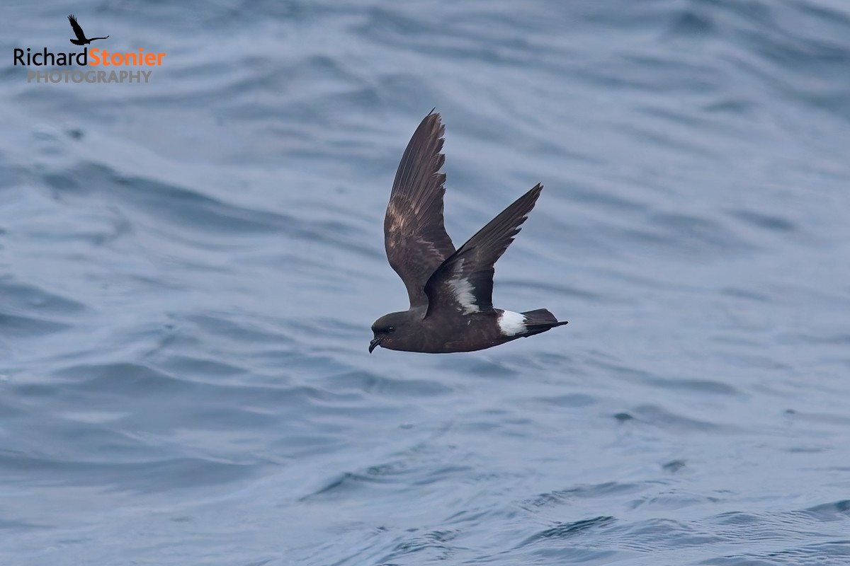 Storm Petrels put on a great show on last night's <a href="/Scillypelagics/">Scilly Pelagics</a>