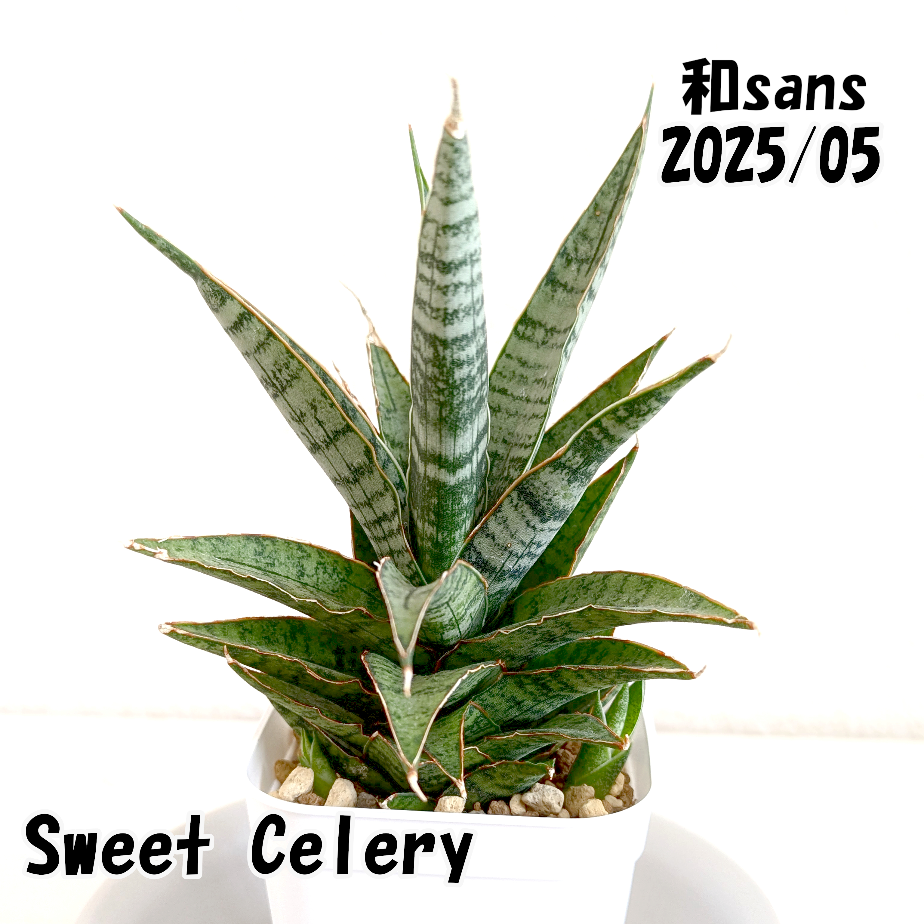 珍 サンスベリア バードビーク 忠*郎様 珍 サンスベリア バードビーク