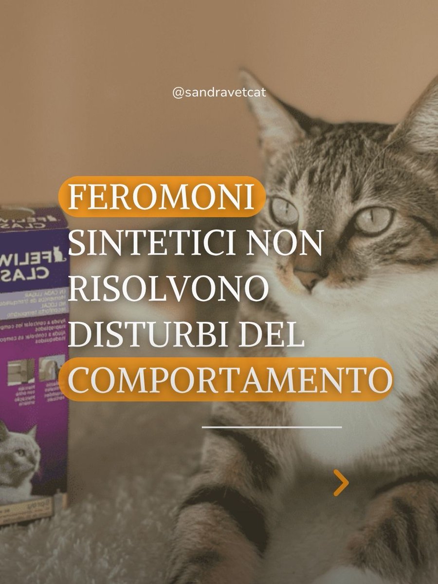 sandravetcat's tweet photo. 📢 Feromoni e comportamento felino: facciamo chiarezza.

Troppo spesso vengono consigliati come soluzione magica a qualsiasi problema comportamentale. Ma la realtà è un'altra.

Leggi tutto qua👇

https://t.co/9D0KKGVSK4 https://t.co/FlqvuAJzkd