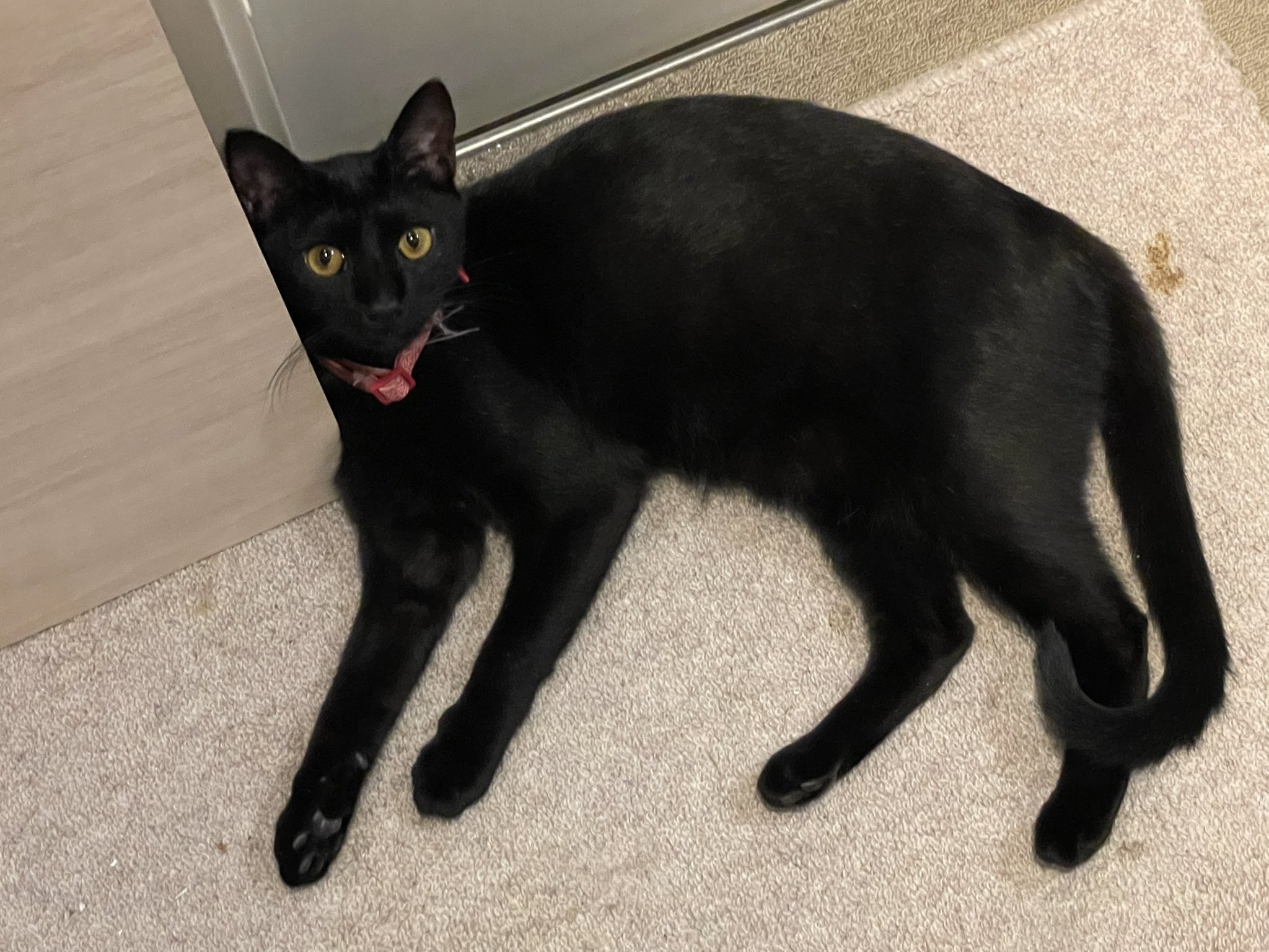 くろねこんぼ様ご確認用です(^-^) STKCAT-SCS_01_dc13b9aa-b1ef-