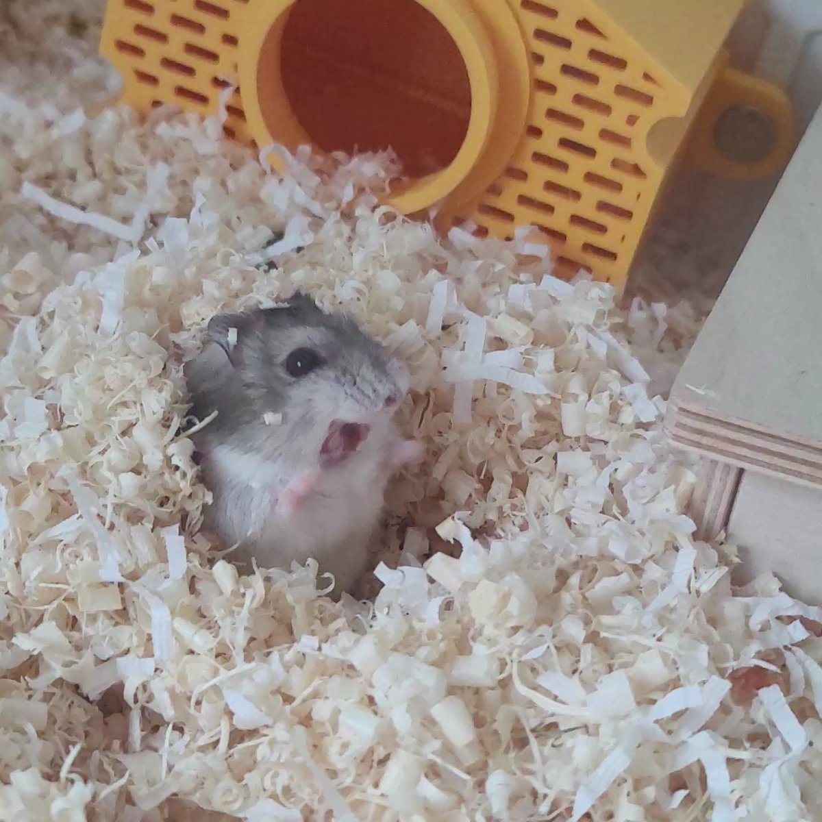 햄새우와 치까리🍤 tweet media