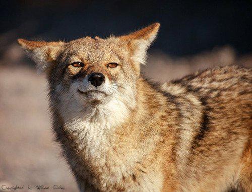 HourlyYote's tweet image. [🔗](api.tinyfox.dev/hourly/yotes/p…)