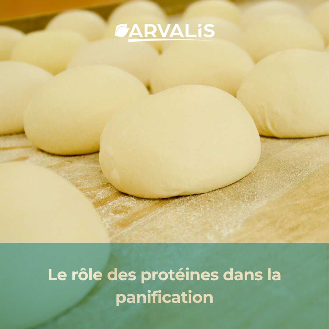 🌾🥖 Au-delà de la quantité des protéines présentes dans le grain de blé, leur qualité rentre également en compte dans le procédé de panification. 

🤠 Explications avec Benoît Méléard, Responsable Responsable du pôle AgroQualités chez ARVALIS.

arvalis.fr/infos-techniqu…