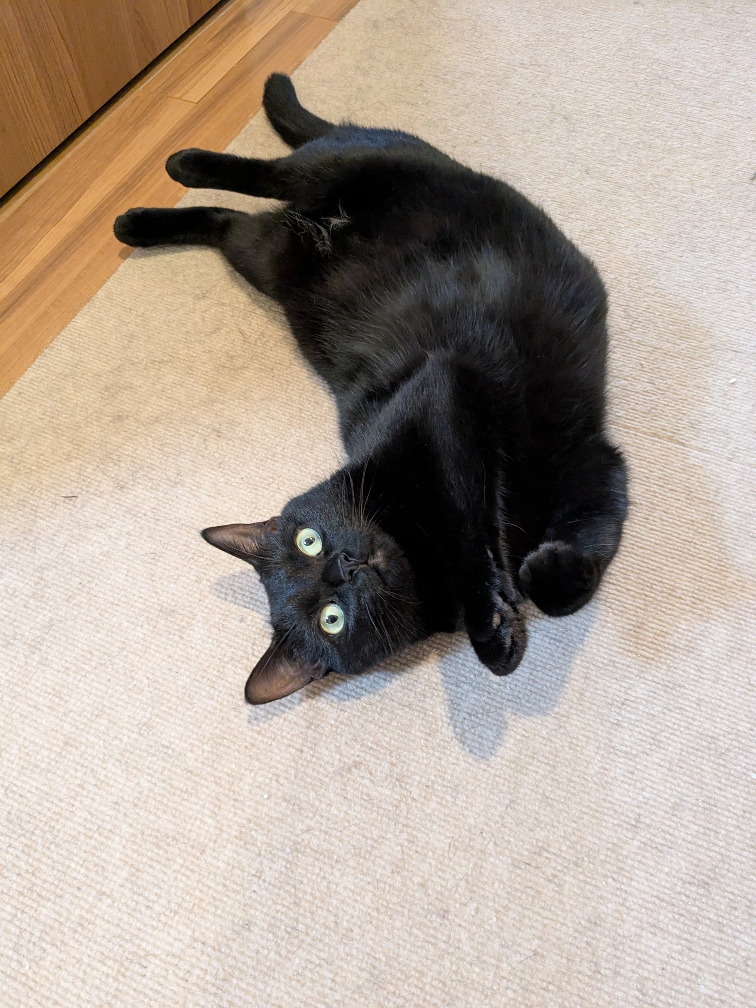 黒猫ページ ぺぺ太 on X: 