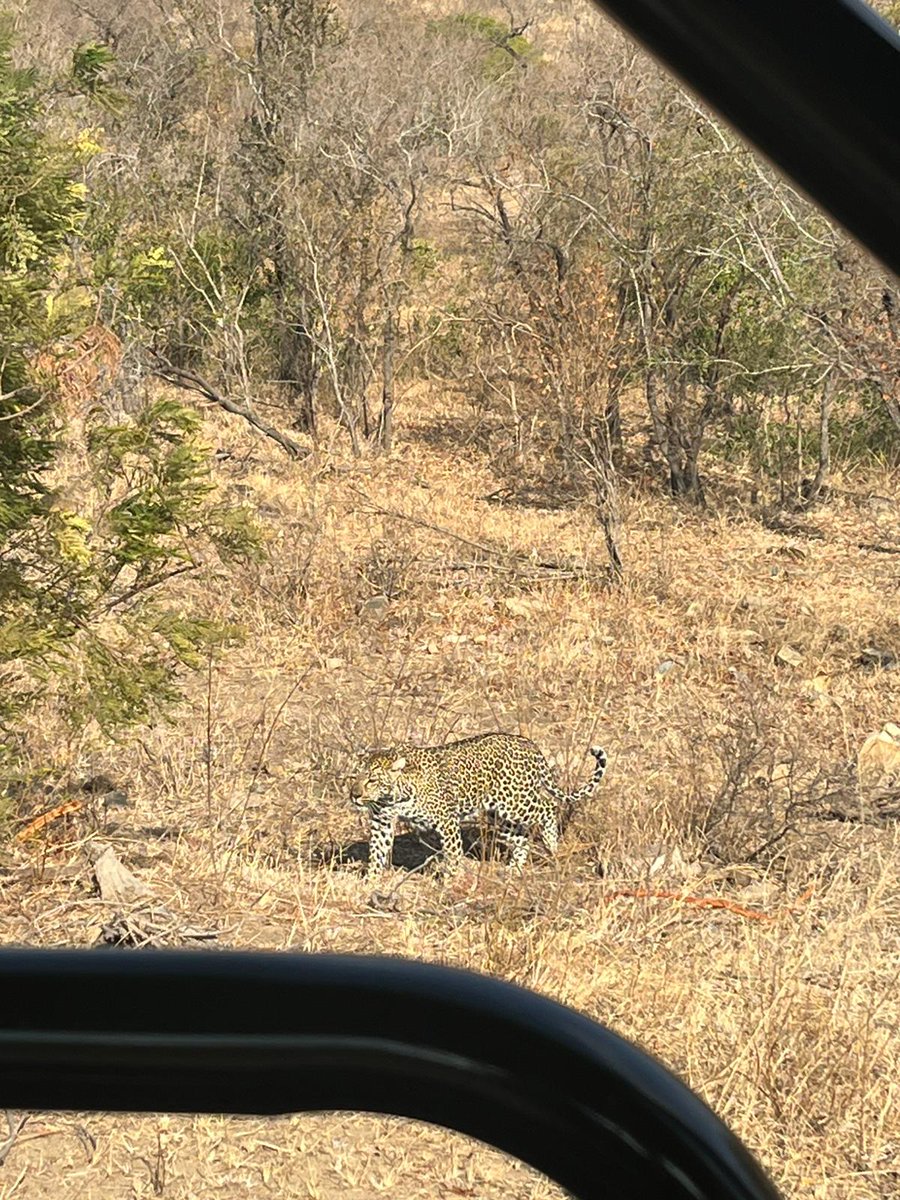 Team 2 were lucky enough to spot the Big Five, including a leapord in the last 5 minutes!! #safari #thebigfive