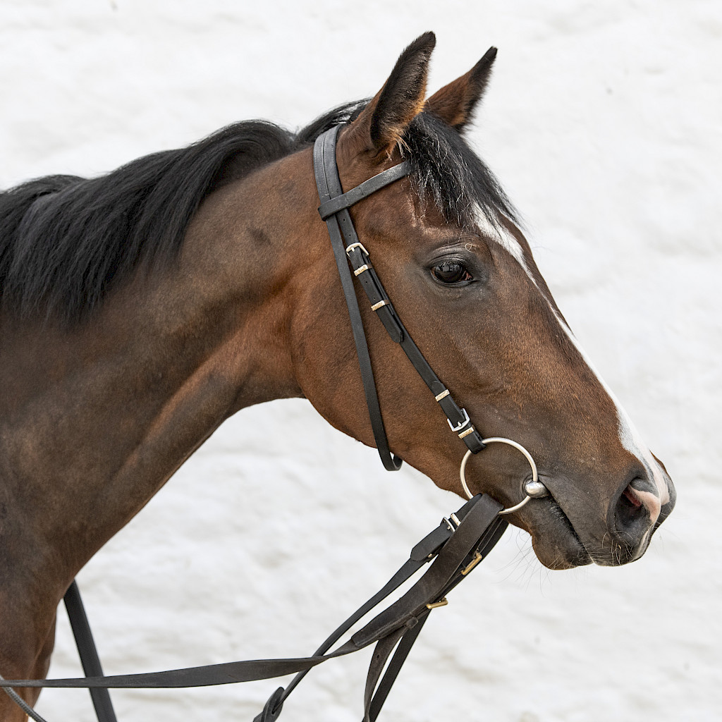 Two runners today. We have Pancake (pictured) at <a href="/NewcastleRaces/">Newcastle Racecourse</a> with Tom Eaves riding, and Macendonian at <a href="/Southwell_Races/">Southwell Racecourse</a> under Sean Kirrane. Good luck to connections.