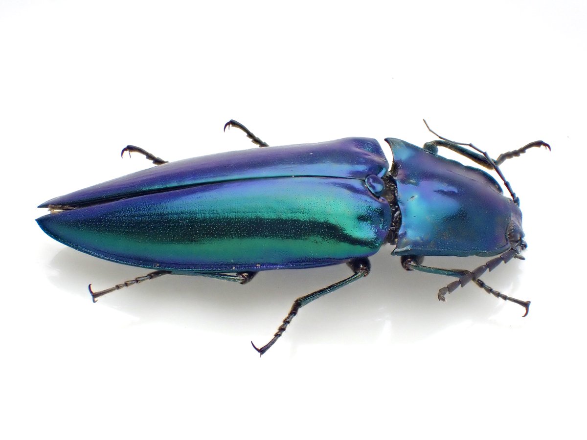 DamasterCarabus's tweet photo. Campsosternus nobuoi

🇯🇵 Japan

ノブオさん https://t.co/tgYk5D2jqf