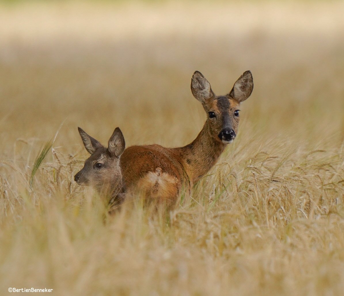 Goedemorgen, voor iedereen alvast een fijn weekend 🍀