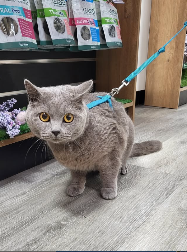 blackrockcentr's tweet image. This handsome cat only has eyes for @Petstop_Ireland !

#lovecats 
#cattreats 
#lovepets 
#shopatpetstop 
#petstop 
#petstopblackrock 
#iloveblackrock