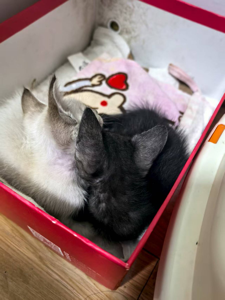 流浪猫的花语：手慢无！！！

嘿嘿嘿！