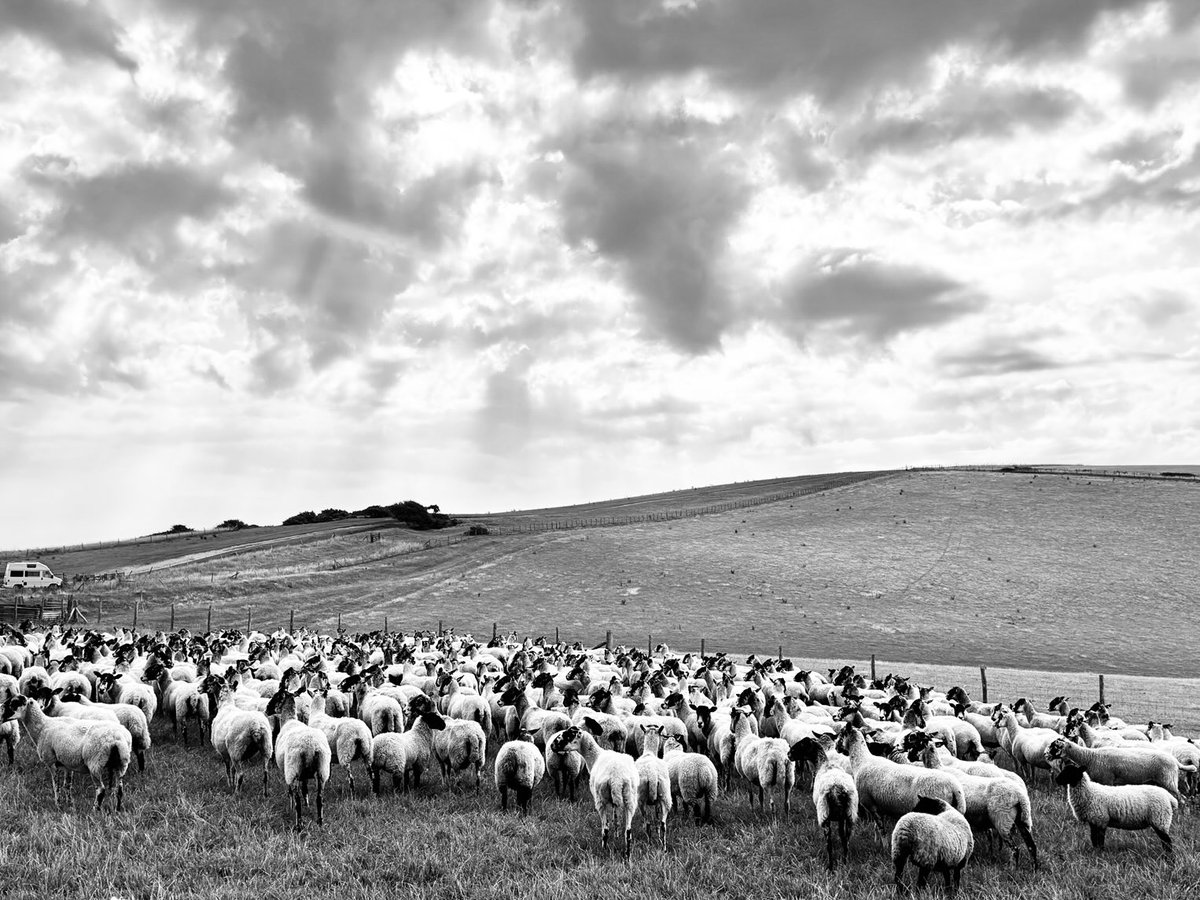 Sheep, sussex downs, black and white