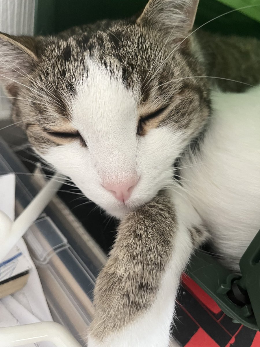 Indu en pleine crise du logement, une petite chipie le colle partout où il va depuis son retour <a href="/JamaisMaurice/">Jamais sans Maurice</a> 
#FelinFriday