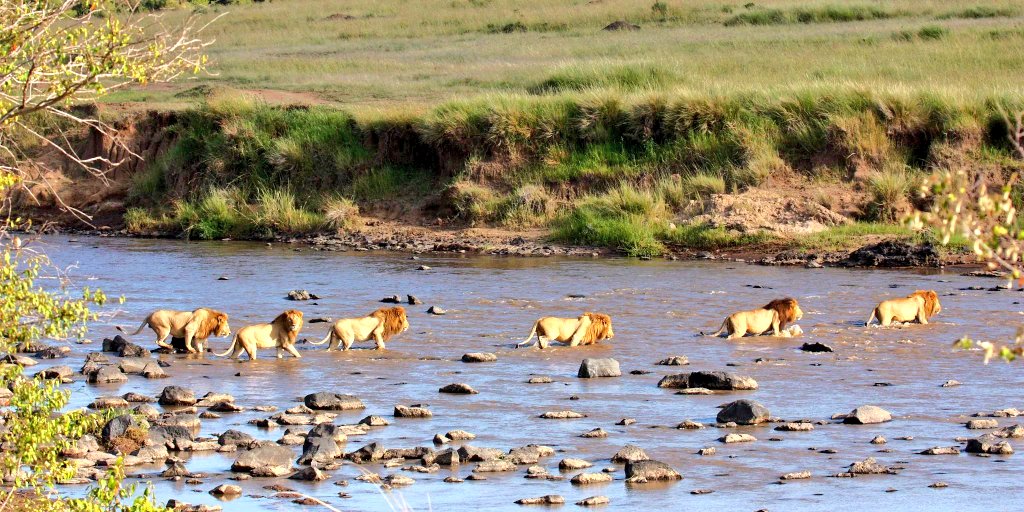 Imagine losing your babe in a brutal war that you run away with your 5 sons and raise them alone for a year to come back for revenge 

Well, here's Notch and his sons crossing the Mara river in 2007 to reclaim the land he had lost in Maasai Mara.