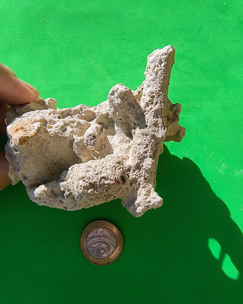 ABaucon's tweet photo. ๐ง Sediment texture is influenced by physical, chemical, and biological agents. Hereโs a Pliocene example showing how biology can steal the show in shaping the texture of a sedimentary rock! #Fossils #Science #Ichnology https://t.co/evX6akW1cX