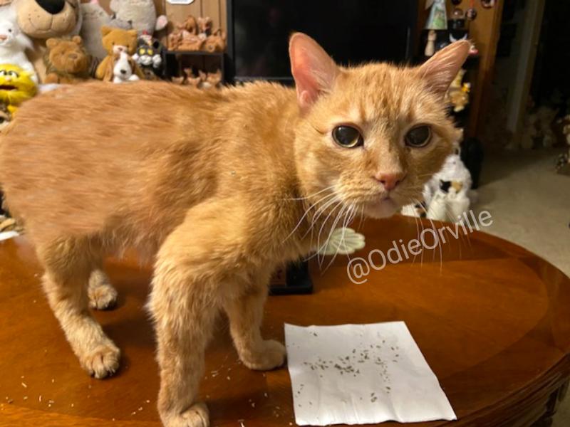 Alright, move along hooms. Nothing to see here. Just an innocent cat having a little snort of nip. And yes, yes I did roll around in it! 

Friends, are your hooms as nosy as mine are? 🙄