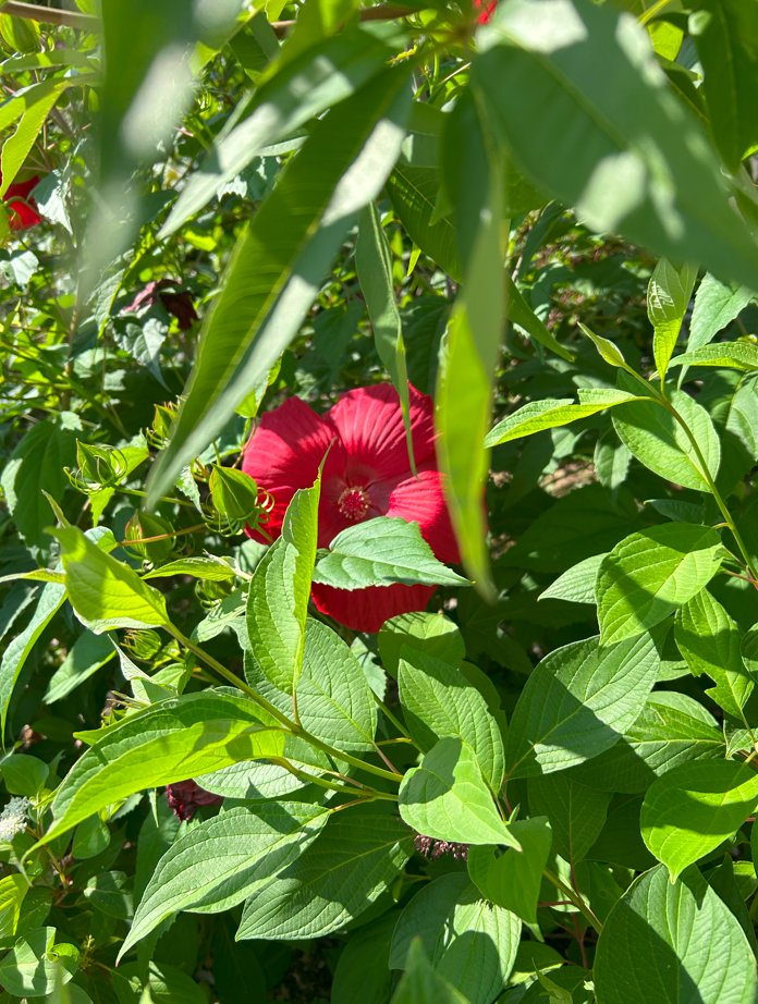 Avez-vous remarqué ces grandes corolles de fleurs délicates qui fleurissent dans les espaces verts ?

🌺Il s’agit d’Hibiscus Moscheutos (Hibiscus des marais), une variété qui fleurit de juillet à septembre et se distingue par ses grandes fleurs d’environ 20cm de diamètre. C’est