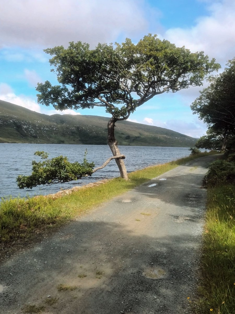 ThisIsIreland3's tweet image. A beautiful Oak Tree beside Lough Veagh on the Bridle Path 🏞️ 🌳

📍Glenveagh National Park, Co Donegal 🇮🇪

📸 Maria Moore

#Oaktree #Donegal #Ireland #Park #Glenveagh #Nature