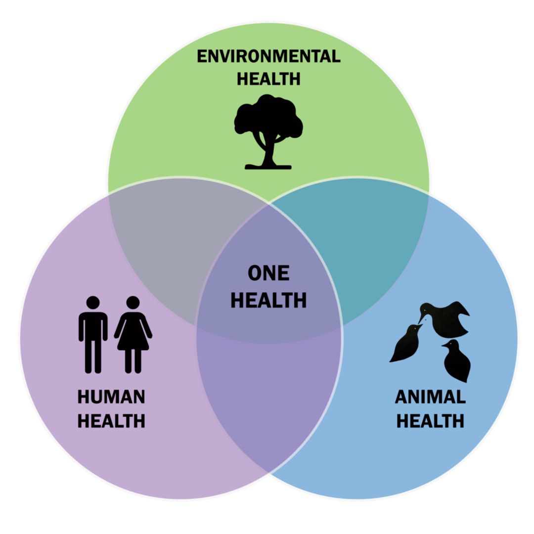 🤝 People, animals, plants and ecosystems are all connected.

The 🇪🇺 EU’s top science advisors urge integrated action to tackle:
🩺 health
🌡️ climate
🥫 food
🌱 environment

All together! Read more ⬇️
environment.ec.europa.eu/news/how-can-w…

#SfEP