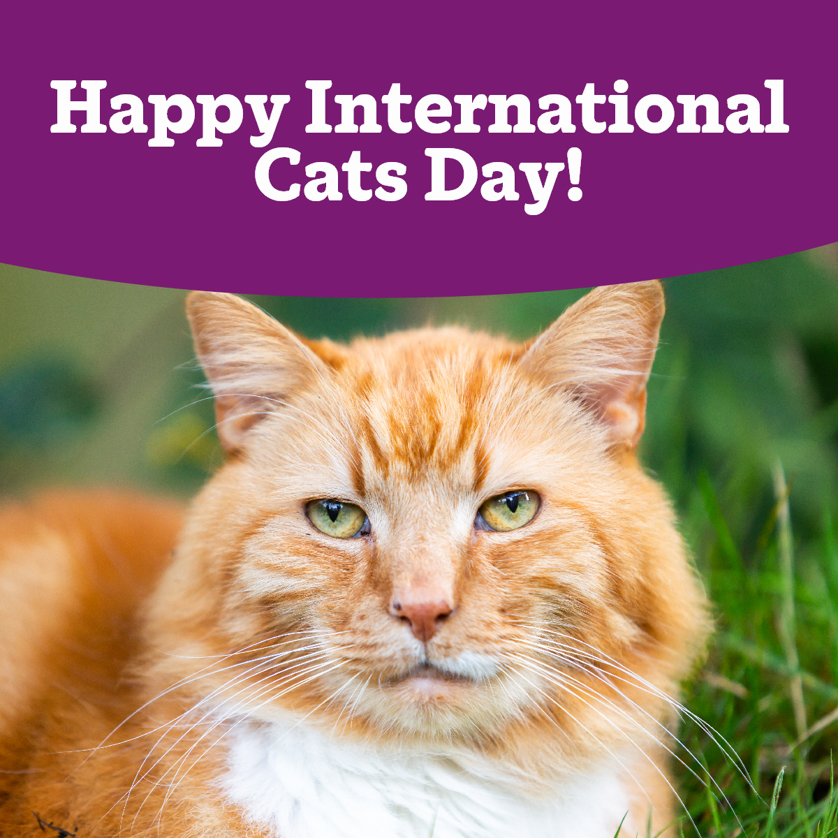 Dear followers, happy #InternationalCatDay! 😻 A huge thank you for your support - every like, share, and home you give helps so much. Special thanks to our volunteers too! 🙏❤️
Find your new best friend here: cats.org.uk/bromley

#AdoptDontShop #HereForTheCats #CatLovers
