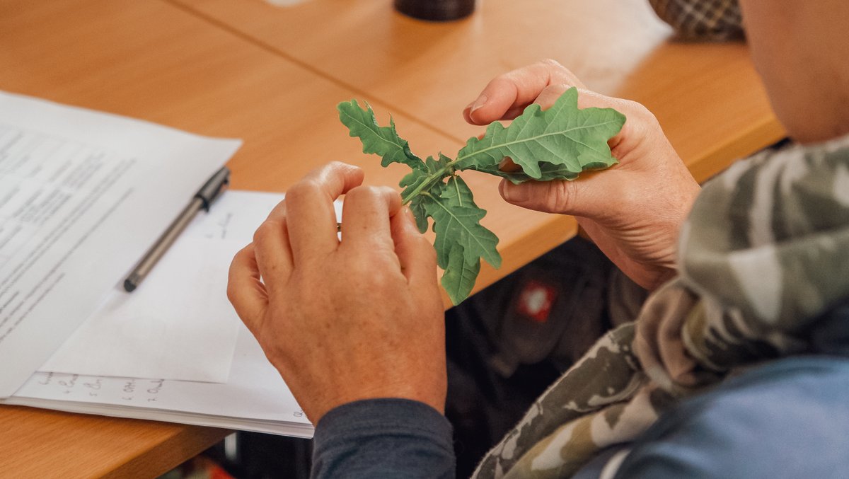 Forest_Research's tweet photo. 🌳 Do you own or manage oak trees? Join the #ForestLab Oak Health project and work with researchers from Forest Research, @SylvaFoundation and @AberUni

📷 Spend 30 minutes recording oak health on your land.
📷 Shape future woodland management best practice  

Sign up today: https://t.co/ABNprXoy5n
More info: https://t.co/czSdJD5A1x 

This work will extend our small network of monitoring plots that have been recording condition since 1989 so that we can gain a more representative picture of the health of oak woodland across Great Britain.   

#TreeHealth #OakTreeSurvey #ForestResearch