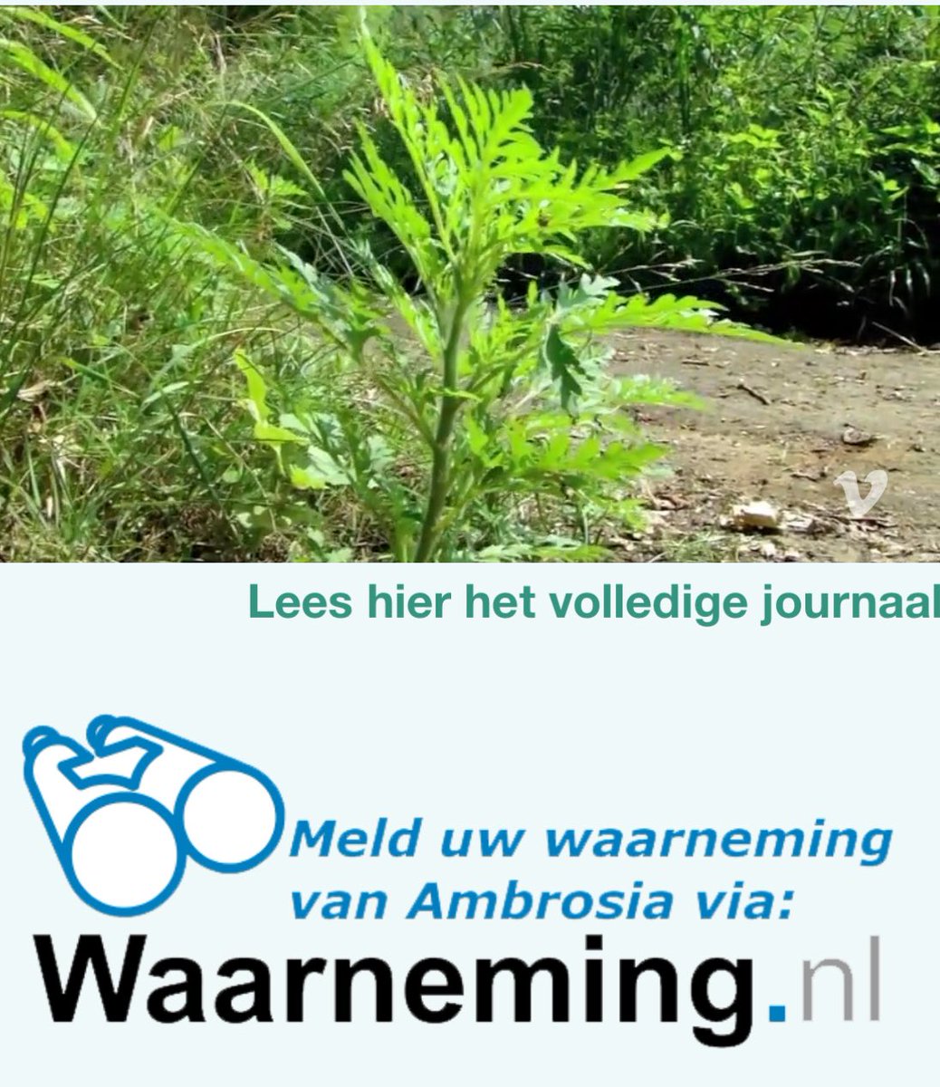 Alsemambrosia, Bijvoet en Maïs geven pollen vrij aan de lucht. Bioloog Maurice <a href="/FloraNederland/">Flora van Nederland</a> heeft een nieuw pollenjournaal geschreven met dit keer Ambrosia in de hoofdrol. Zie voor meer info pollennieuws.nl #hooikoorts, #pollen, #ambrosia