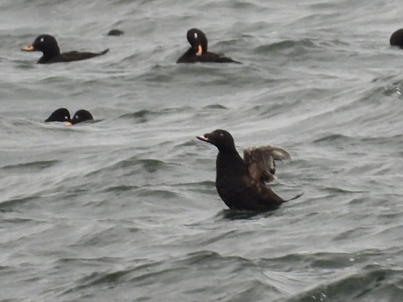 Tom Parkinson (@parkybirder) on Twitter photo After some perseverance, had great success with the Musselburgh scoter flocks. Managed to located the White-winged Scoter and the stonking Drake Surf Scoter in amongst all of the Velvets. Stunning birds, just need one to swing by Starr Gate next! <a href="/birdinglothian/">Birding Lothian</a> After some perseverance, had great success with the Musselburgh scoter flocks. Managed to located the White-winged Scoter and the stonking Drake Surf Scoter in amongst all of the Velvets. Stunning birds, just need one to swing by Starr Gate next! <a href="/birdinglothian/">Birding Lothian</a>