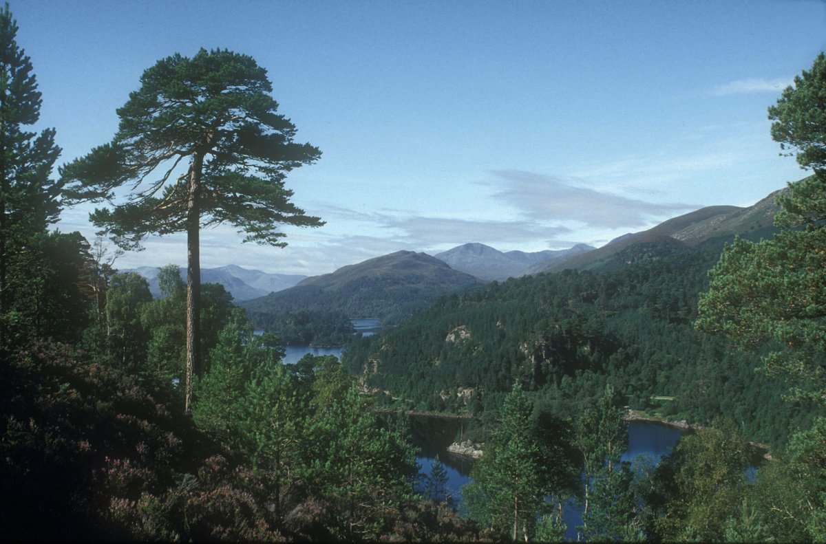 📢 PROJECT ANNOUNCEMENT 📢

🌳 Can Scots pine thrive in a changing climate?

🔬 Our scientists are reopening the national Scots pine breeding programme to test resilience to disease, drought &amp; more.

🔗 Read more: 
forestprotection.uk/project/cfp250…
