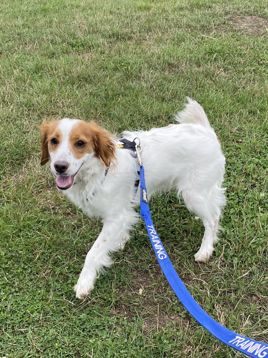A week today this little lad comes to his forever home!

Anyone got any recommendations for trackers? Just want peace of mind in case he gets out! Thanks in advance 😊