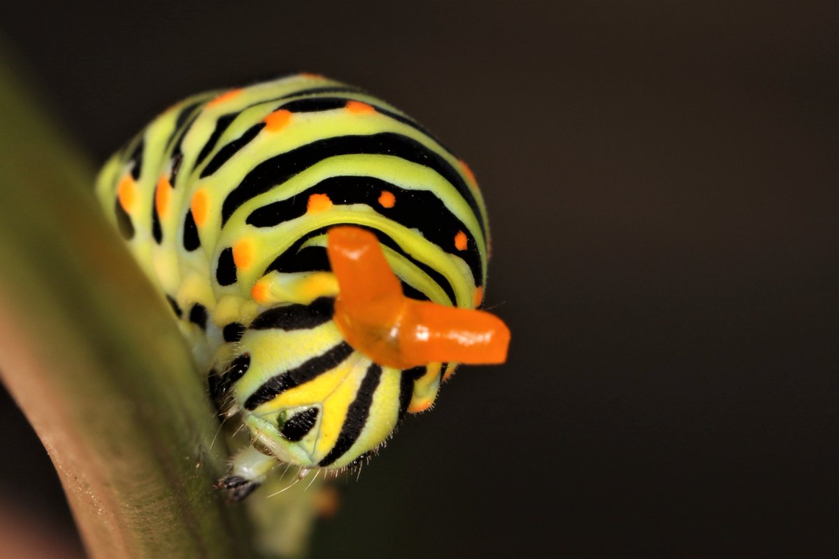 #foto_sociosSEEA ganadora del mes de AGOSTO en el Concurso SEEA 2025 Larva de Papilio machaon. Mª Ángeles López Martínez