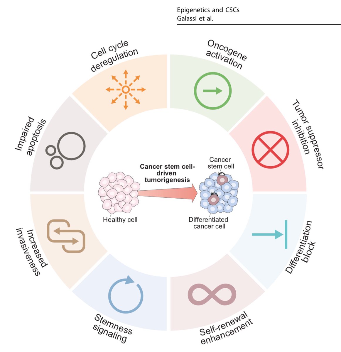 ManelEsteller's tweet photo. Reporting our Signal Transduction and Targeted Therapy @SpringerNature article explaining how #epigenetic shifts are involved in #cancer cell plasticity and #stemness, led by Lorenzo Galluzzi @FoxChaseCancer @deadoc80 and @IlioVitale
https://t.co/v0DOA5XR9z https://t.co/6x560ZMH1c