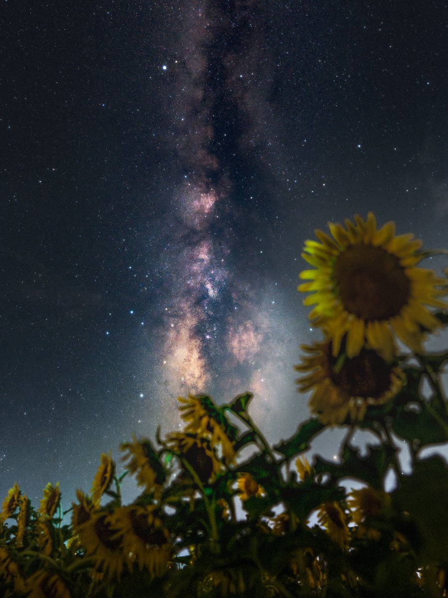 夏の天の川と向日葵のコラボが綺麗でした