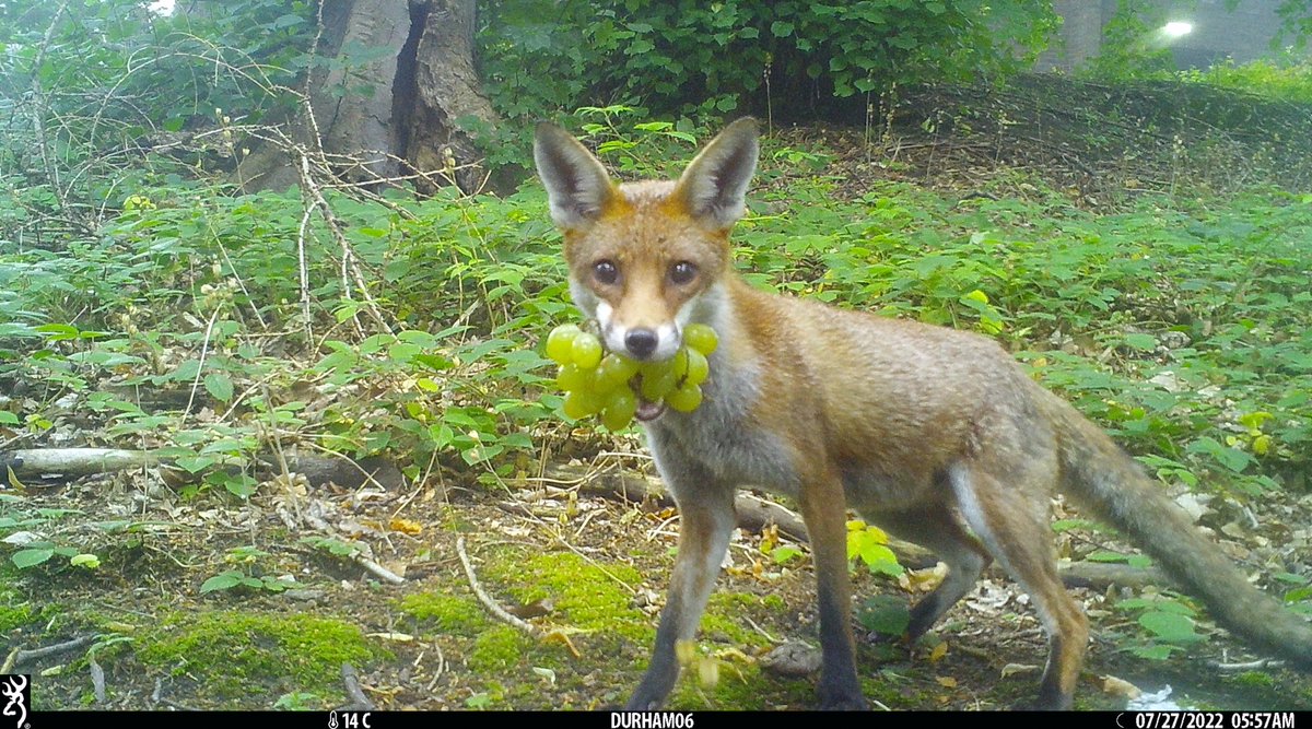 trailcam (@trail_cams) on Twitter photo 