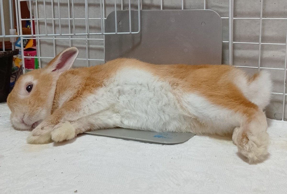 今日のフーちゃん🐰