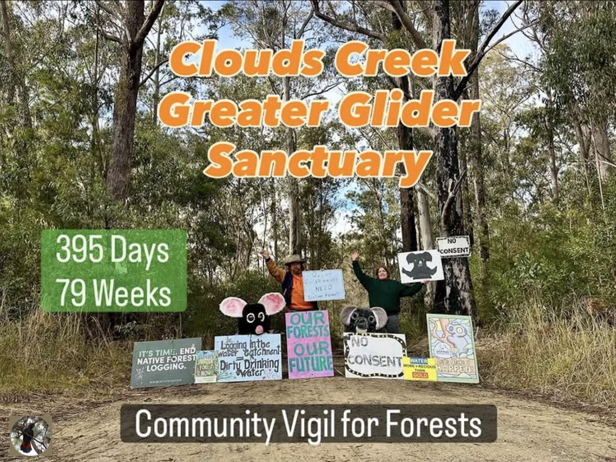 BlicksRiver's tweet photo. Clouds Creek Greater Glider Sanctuary
79 weeks, 395 days of peaceful community protest to protect endangered #greatergliders surviving after the #BlackSpring #BlackSummer bushfires.
#ProtectProtest #ProtectHabitats #ProtectForests https://t.co/tzjqCb62KR