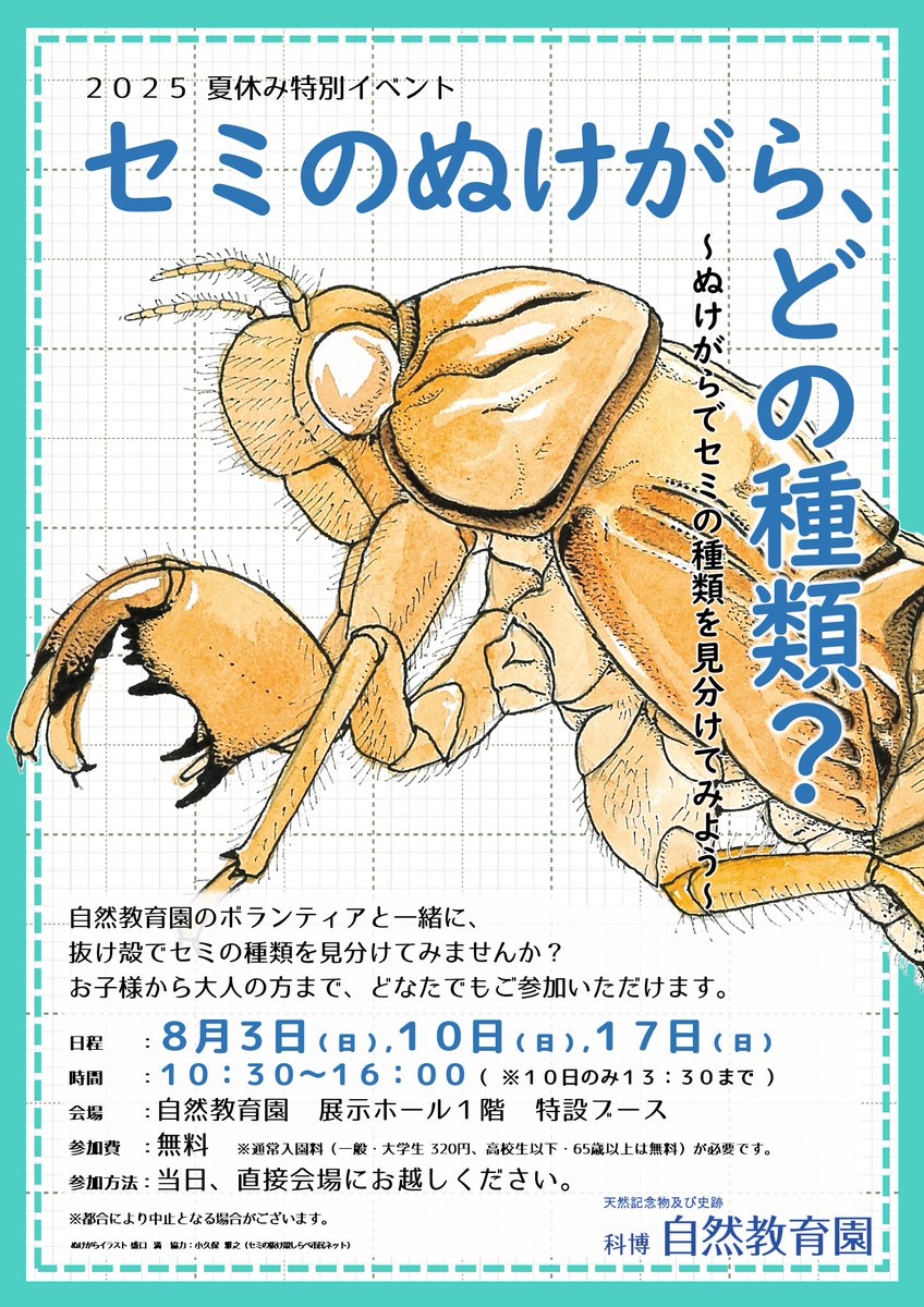 セミの抜け殻 標本 約4cm かはく【国立科学博物館公式】 on X