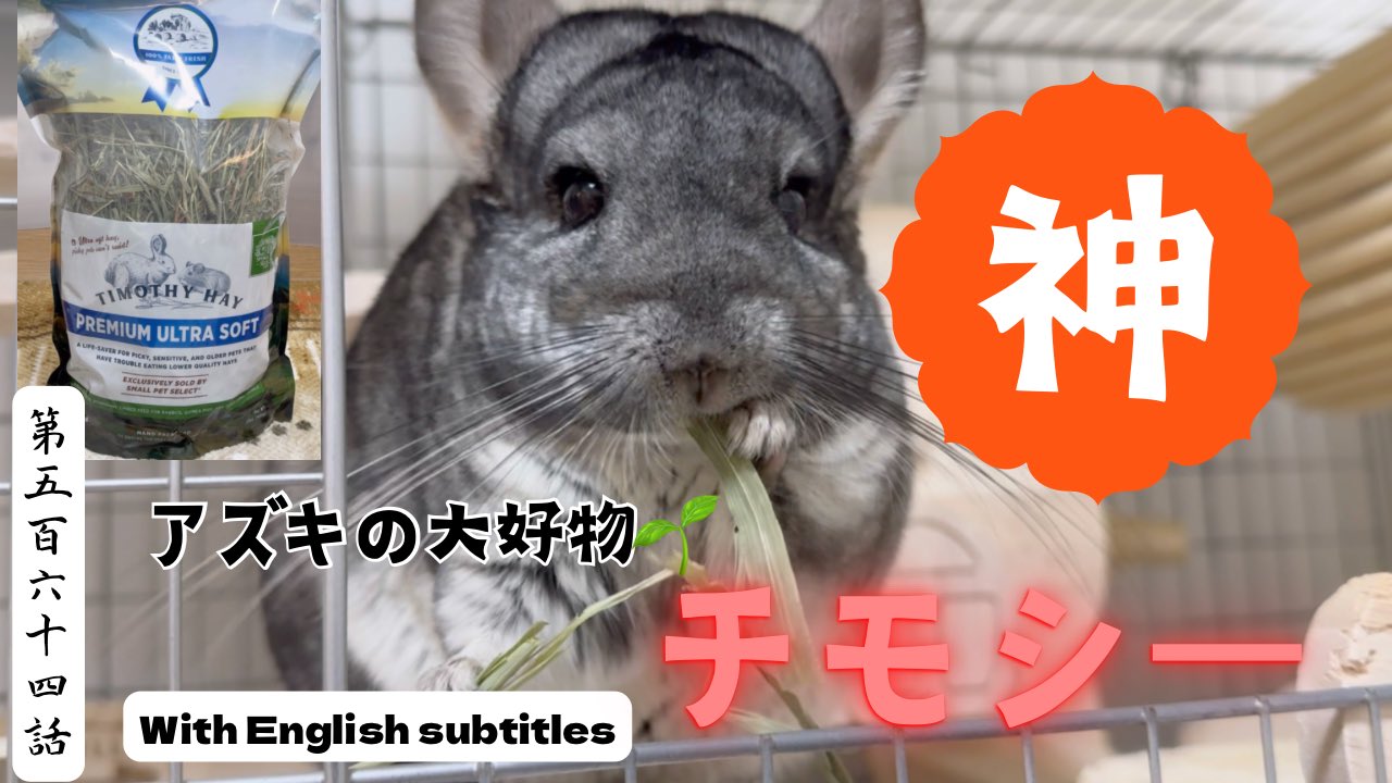 AZUKI on X: 