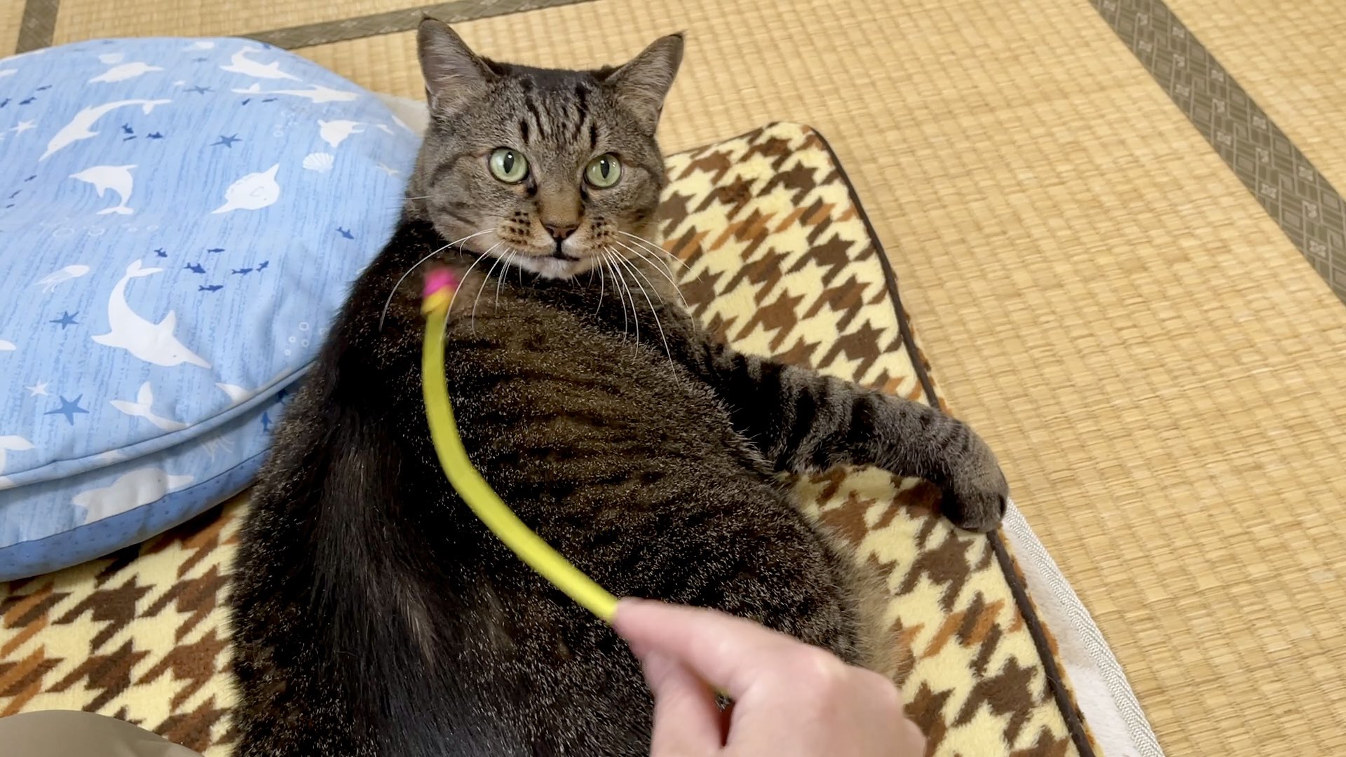 ⭐️ まめねこ ⭐️ GQLvcvMbYAAK6Gh.jpg