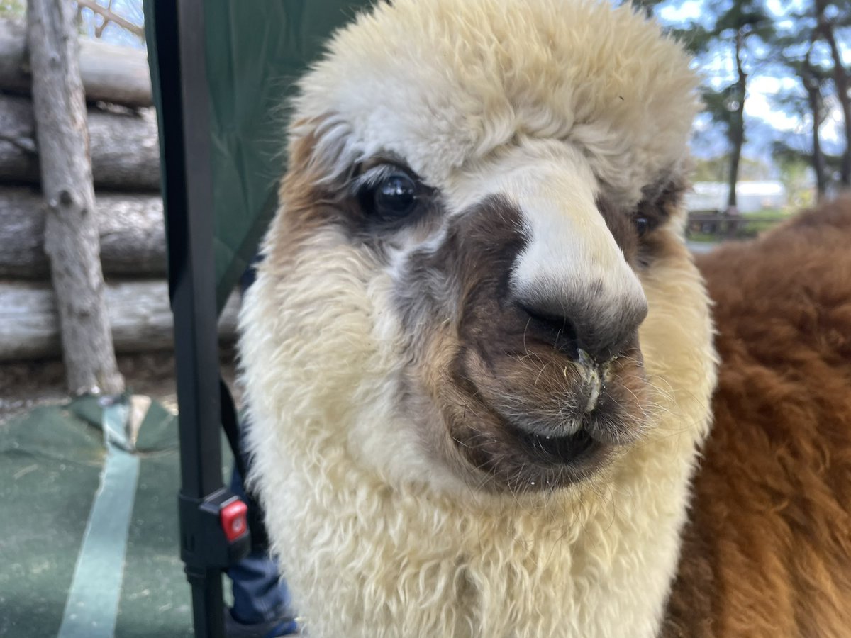 世界で祝うペルーの全国アルパカの日