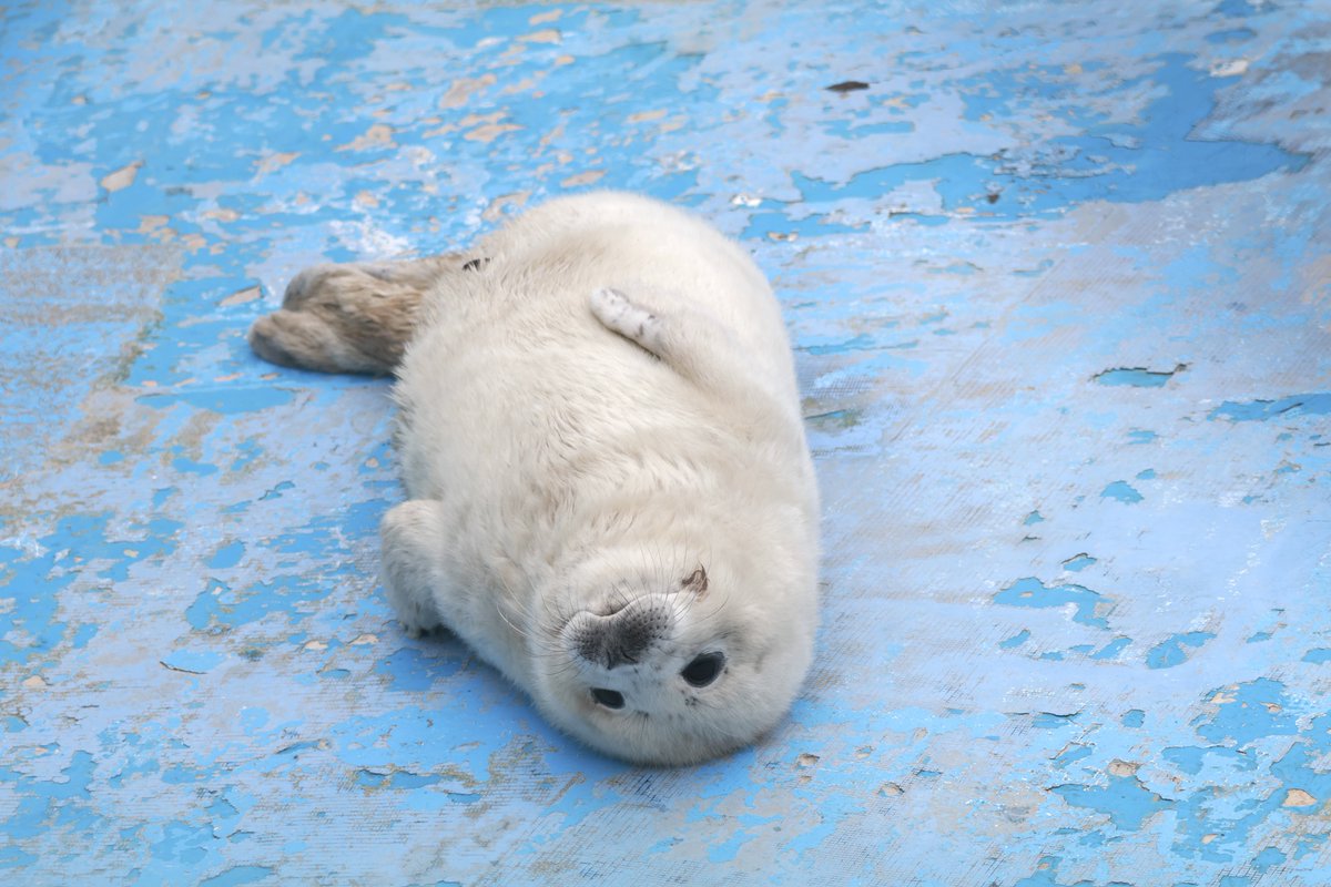 やっと…やっと週末だよ…

2025.03.27 #ノシャップ寒流水族館
#ポポ