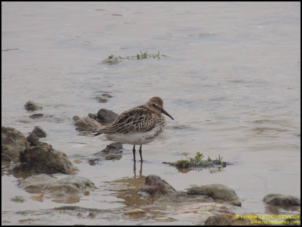 Pilro / Correlimos común