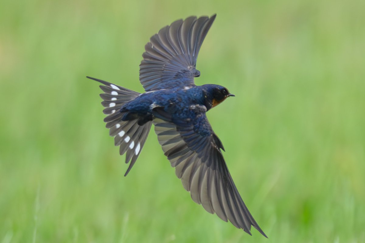 尾羽根の斑点が美しい
#野鳥
#ツバメ
#Nikon
#Z9
#z600mmf4tc
#gallery_no8
#私とニコンでみた世界
