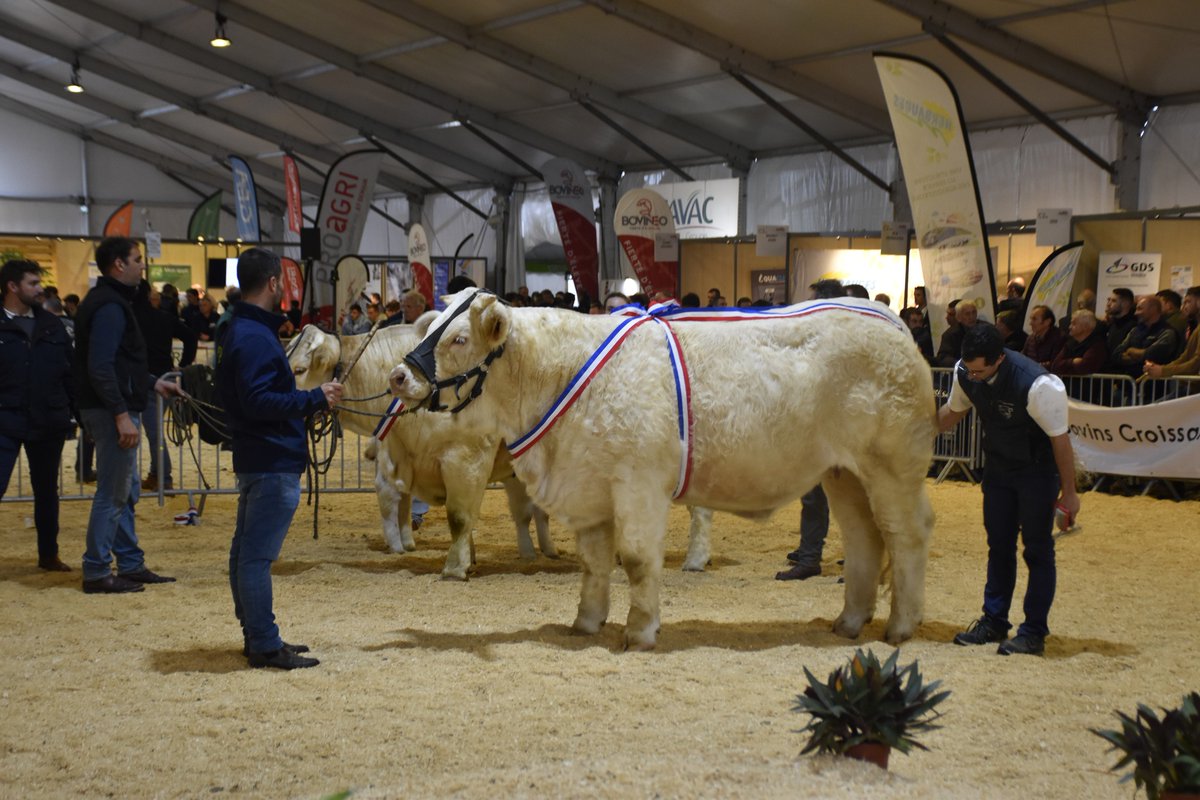 🐃 🎖 𝐑𝐞𝐭𝐨𝐮𝐫 𝐬𝐮𝐫 𝐥𝐞 𝐜𝐨𝐧𝐜𝐨𝐮𝐫𝐬 𝐂𝐡𝐚𝐫𝐨𝐥𝐚𝐢𝐬 𝐚̀ 𝐓𝐞𝐜𝐡 𝐄́𝐥𝐞𝐯𝐚𝐠𝐞

Muscle, prestance, excellence, la Charolaise a impressionné sur le ring de #TechElevage ! 🇫🇷
Merci aux éleveurs pour ce concours d’exception 💪
📸 Retour en images 👇
