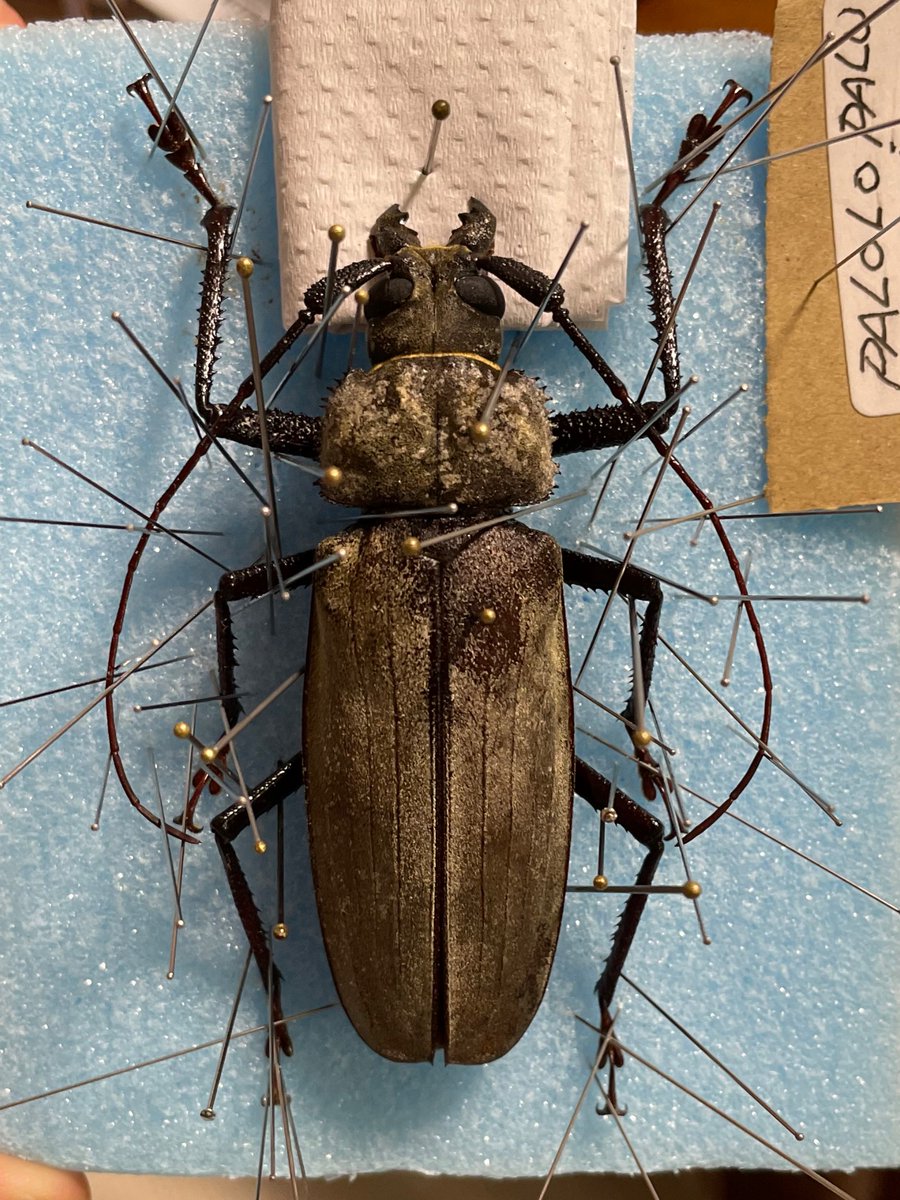 カミキリムシ tweet media