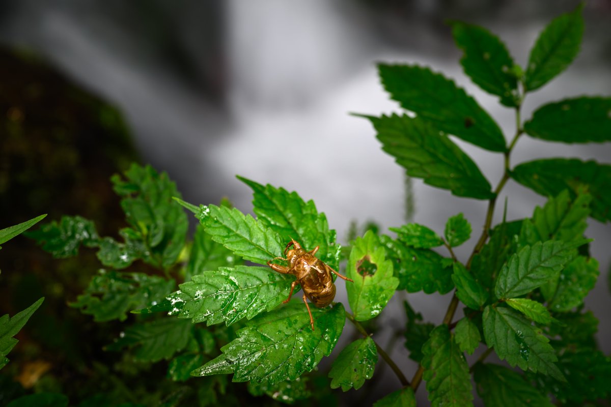 涼を求めて
#Nikon
#Z9
#gallery_no8
#私とニコンでみた世界