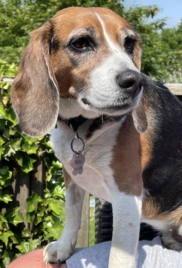 Betsy, Beagle Ambassador for FLOE (@betsyambassador) on Twitter photo “I’m staying at Nan and Grandpa’s for my summer holiday!” woofs rescued laboratory dog <a href="/BetsyAmbassador/">Betsy, Beagle Ambassador for FLOE</a>. “Lovely long, lazy days stretch ahead with plenty of hugs, walks and 2nd, or even 3rd breakfasts and dinners! Happy weekend!” 🎉❤️🐾
<a href="/rickygervais/">Ricky Gervais</a> #summer #dogs #cats #EDM187 “I’m staying at Nan and Grandpa’s for my summer holiday!” woofs rescued laboratory dog <a href="/BetsyAmbassador/">Betsy, Beagle Ambassador for FLOE</a>. “Lovely long, lazy days stretch ahead with plenty of hugs, walks and 2nd, or even 3rd breakfasts and dinners! Happy weekend!” 🎉❤️🐾
<a href="/rickygervais/">Ricky Gervais</a> #summer #dogs #cats #EDM187
