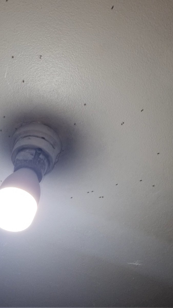 🚨POR ALGUNA RAZON🚨
LA CUAL NO ENTIENDO MI HABITACIÓN SE LLENO HACE UNOS MINUTOS DE MALDITAS ARAÑAS TECHO🥹.
(ahora estoy durmiendo en sillón😞)