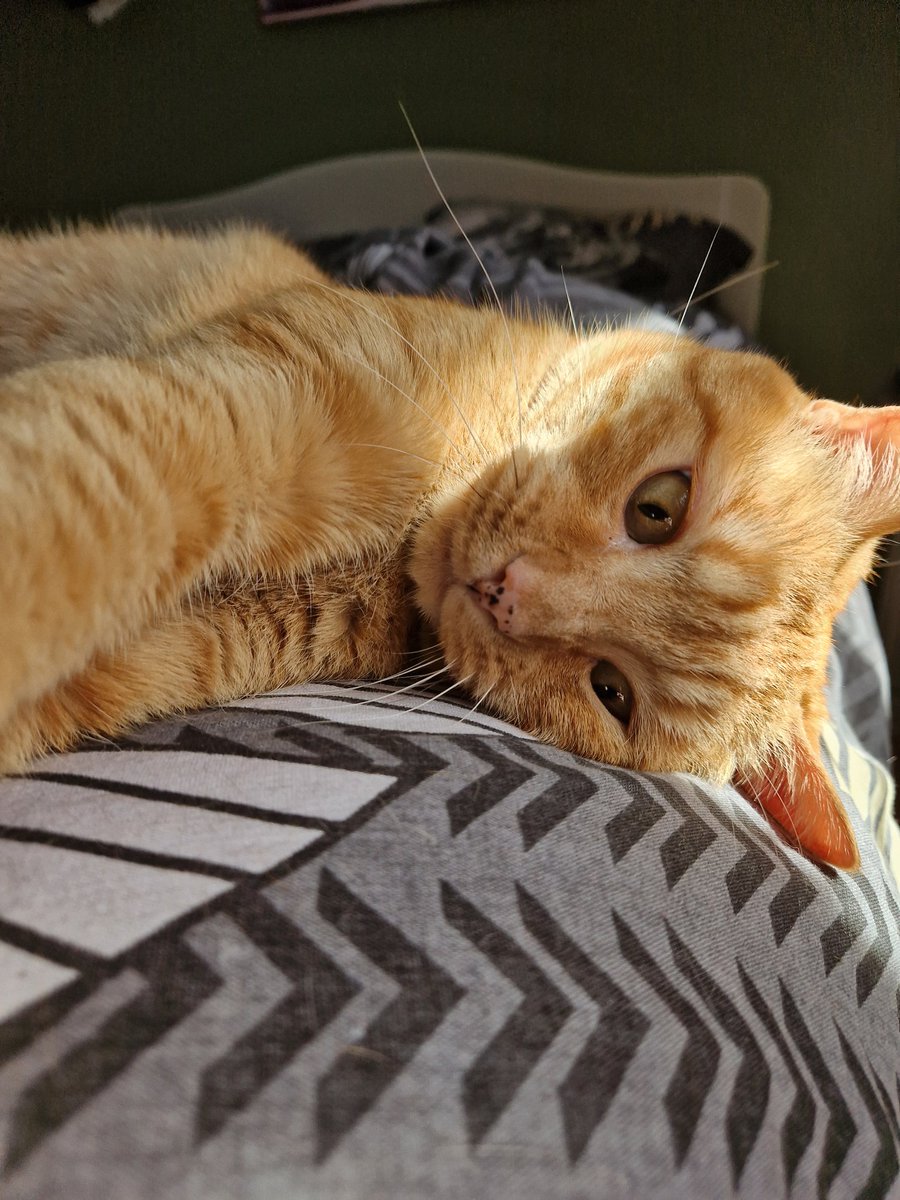 Mon Canaillou s'est mis au selfie pour <a href="/JamaisMaurice/">Jamais sans Maurice</a> et son #FelinFriday.